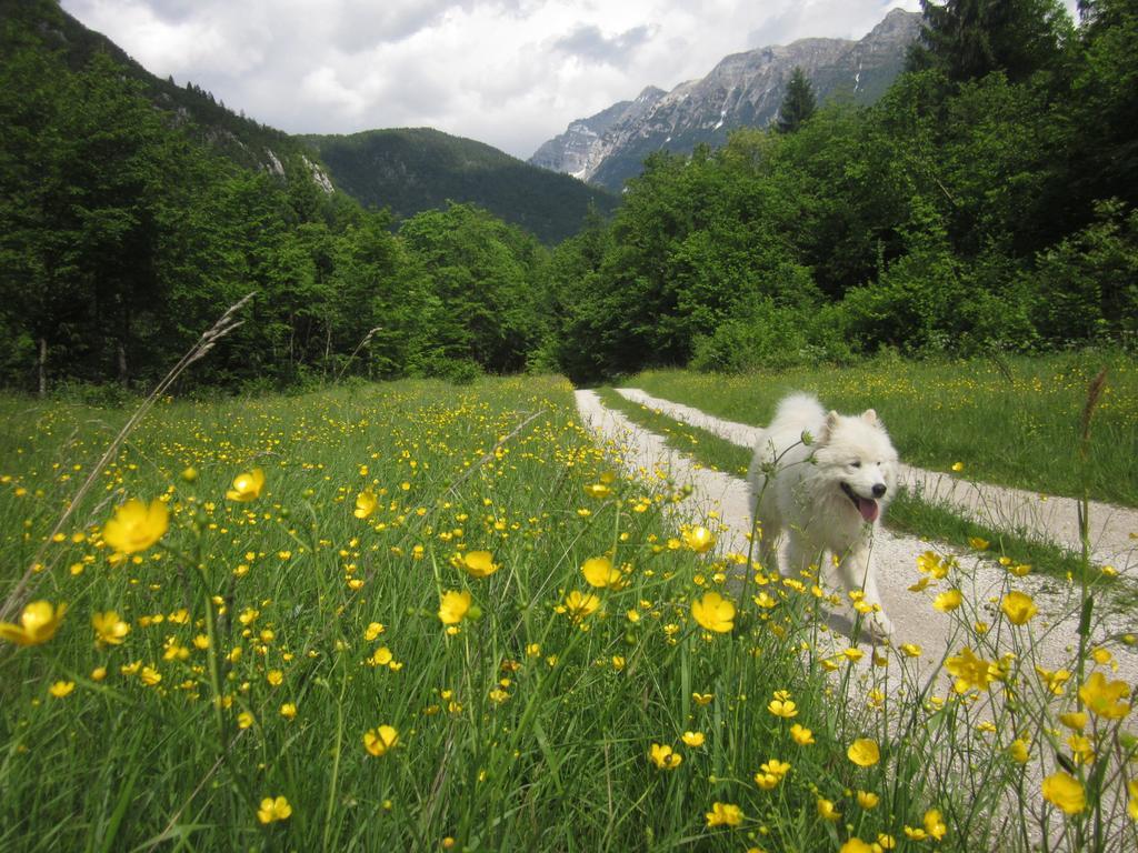 Bovec Home At Three Samoyeds Soča Exterior foto